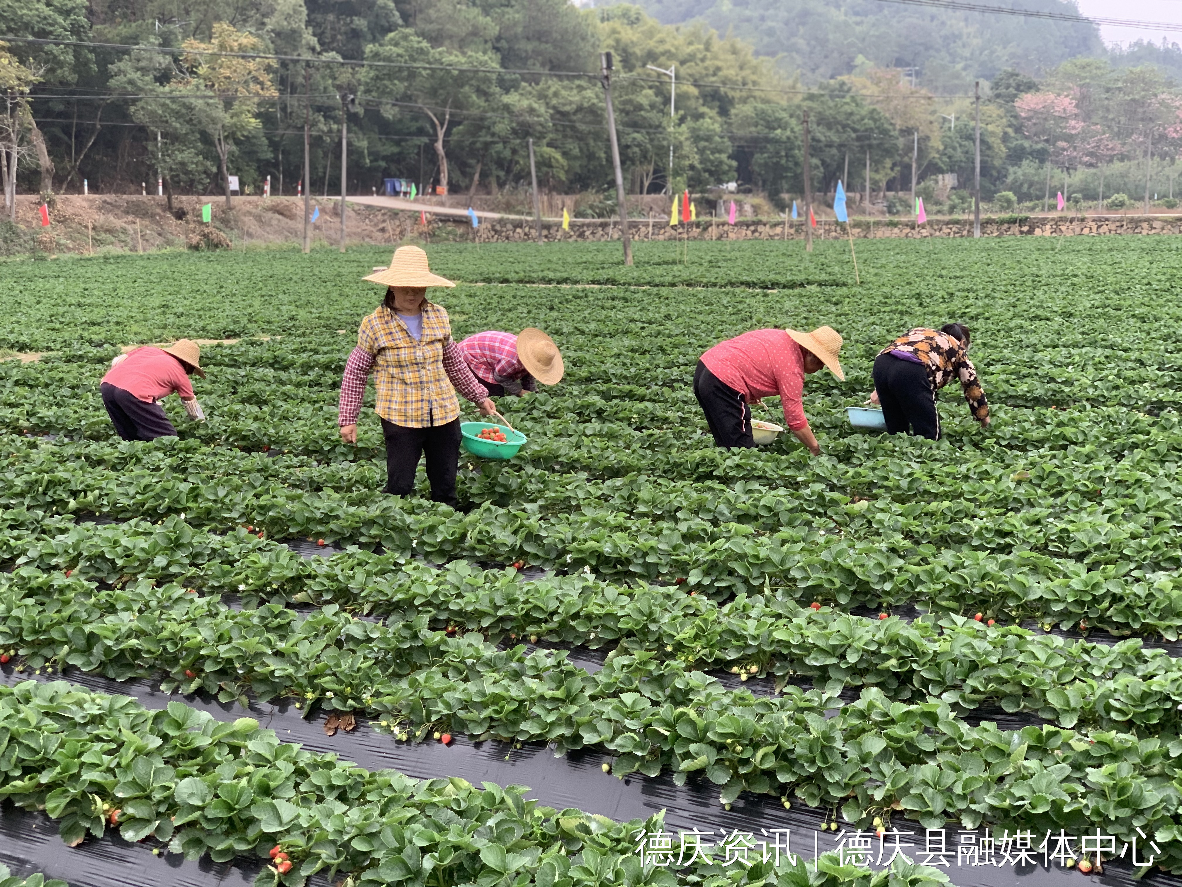 德庆县新圩镇:推动农文旅融合发展 助力乡村振兴